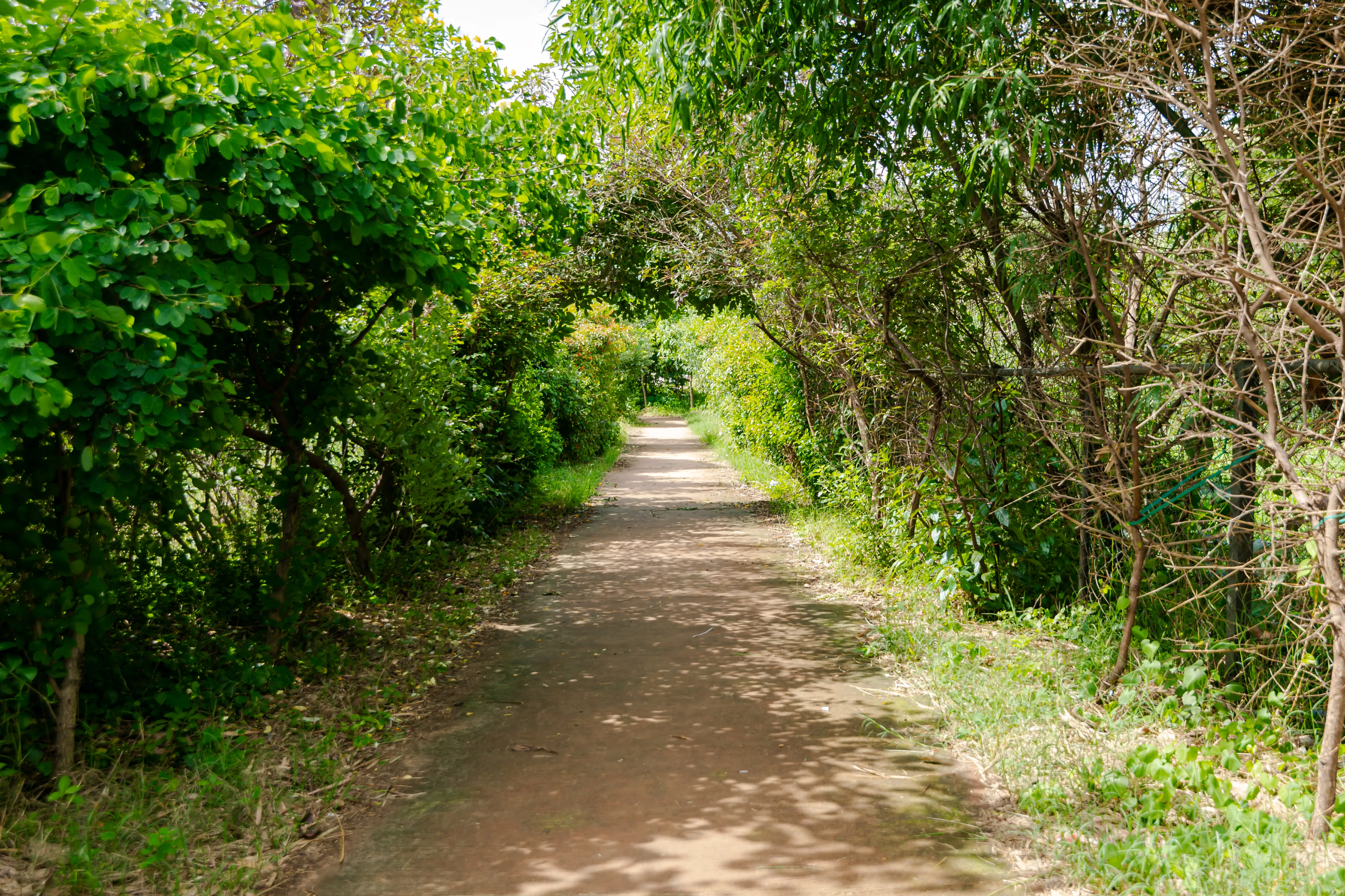 Pedestrian mud trail walking through natural landscape